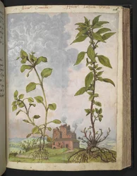 Stellaria media, möglicherweise Stellaria media, aus "Paintings of Flora of the Roman States" von Gherardo Cibo