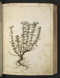 Teucrium montanum, aus 