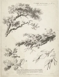 Studie von Zweigen mit Blättern