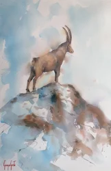 Majestätischer Alpensteinbock