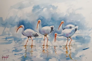 Weißer Ibis Spiegelungen