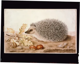 Ein Igel in einer Landschaft