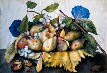 Teller mit Pflaumen, Jasmin und Nüssen. Malerei auf Pergament von Giovanna Garzoni (1600-1670)