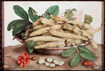 Stillleben mit Bohnenplatte