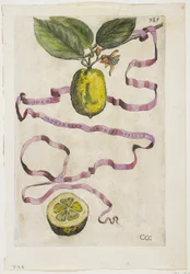 Idem Aurantium Limonis Effigle, aus Hesperides, 1646
