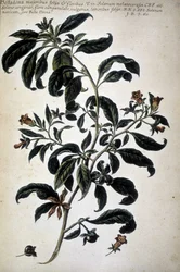 Botanische Tafel: Belladona (Belladona Majoribus Folys) - In „Historia botanica pratica, seu plantarum, quae ad usum medianae relevant, nomenclatura, descriptio et virtutes...“ von Giovanni Battista Morandi (? - 1761)