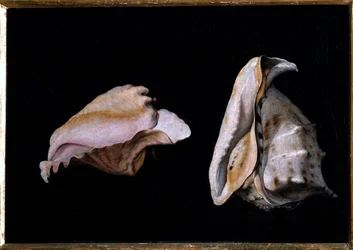 Zwei Muscheln (Stillleben mit Muscheln)