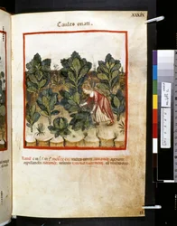 Theatrum sanitatis von Ububchasym de Baldach: 