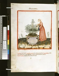 Theatrum sanitatis von Ububchasym de Baldach: 