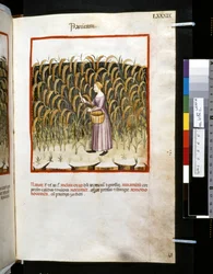 Theatrum sanitatis: 