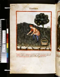 Theatrum sanitatis von Ububchasym de Baldach: 