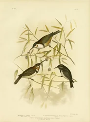 Schwarzer Honigfresser, 1891
