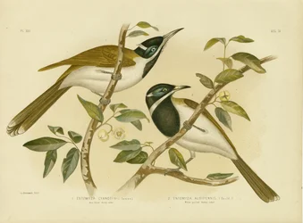 Blaugesicht-Honigfresser, 1891
