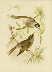 Schwatzhafter Honigfresser oder Lärmiger Minervogel, 1891