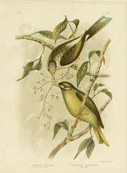 Gelbkehl-Honigfresser, 1891