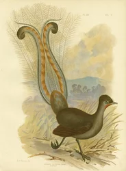 Leierschwanz, 1891