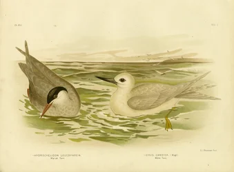 Sumpfseeschwalbe, 1891