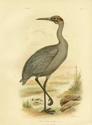Einheimischer Begleiter oder Brolga, 1891