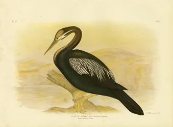 New Holland Darter, 1891