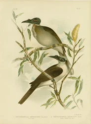 Lärmvogel, 1891