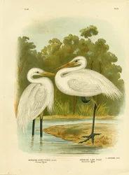 Schmuckreiher oder Zwischenreiher, 1891