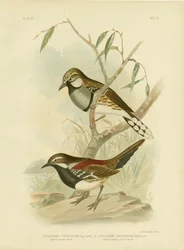 Gefleckter Bodendrossel, 1891