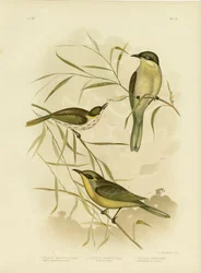 Wattle-Cheeked Honeyeater oder Purple-Gaped Honeyeater, 1891