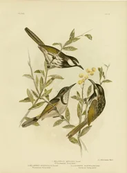 Weißwangen-Honigfresser, 1891