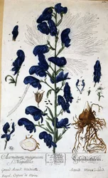 Großer Eisenhut, Mönchskappe (Aconitum magnum) - in „Animierte Blumen“ von Grandville, n.d. 19. Jahrhundert