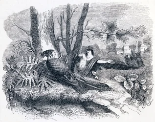 Philomele & Progne - Fabeln von La Fontaine