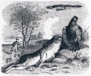 Der Hase und das Rebhuhn - Fabeln von La Fontaine