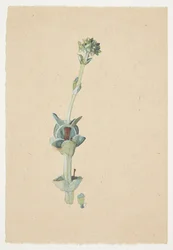 Studie einer Blume
