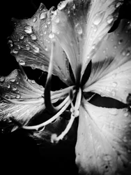 Blume Nr. 19, 2025