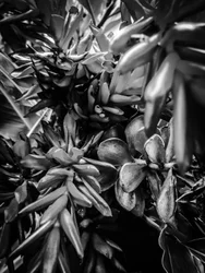 Blume Nr. 30