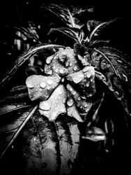 Blume Nr. 41