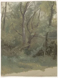 Waldansicht