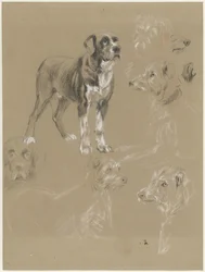 Studien eines Hundes