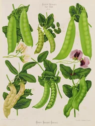 Erbsen: Tab. XXIII, aus "Album Benary"