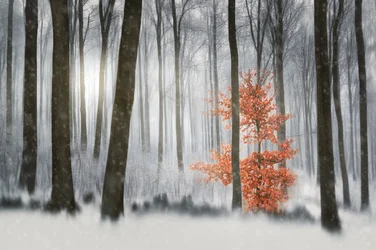 Orangenbaum im Winterwald