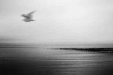 Gelassener Pier fliegender Vogel