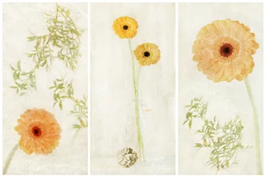 Weiches Gerbera-Triptychon