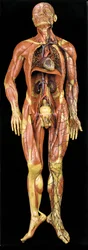 Männliches anatomisches Ecorche-Modell, das Muskeln, Arterien und Venen, den Kreislauf und das Nervensystem zeigt