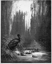 Der Fisch und der Kormoran - aus 