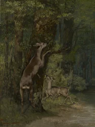 Hirsche im Wald