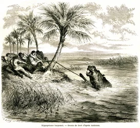 Jagd am Fluss Teoghe, einem Nebenfluss des Ngami. Flusspferd-Harpune. Gravur von Gustave Doré, die die Abenteuer und Jagden des Reisenden Charles-Jean Anderson im südlichen Afrika illustriert, veröffentlicht im Journal Le Tour du Monde