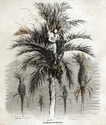 Die Bindung der Palmen in Elche, um die Weiße zu bewahren, um sie zu flechten, Zeichnung von Gustave Doré (1832-1883), um seine Reise nach Spanien im Jahr 1862 zu illustrieren, mit Ch. Davillier. Gravur in "Le tour du monde", herausgegeben von E