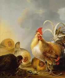 Eine Gruppe von Hofgeflügel