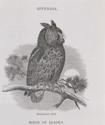 Kennicotts Eule, aus Alaska and its Resources, von William H. Dall, graviert von H. H. Nicholls, veröffentlicht 1870