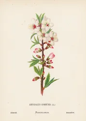 Wildblumen des Heiligen Landes: Amygdalus Communis; Mandel