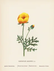 Wildblumen des Heiligen Landes: Ranunculus Asiaticus; Asiatischer Ranunkel